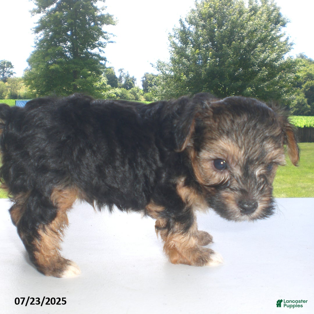 Yorkiepoo dogs for sale: Sammy - Image 1