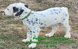 Dalmatian dogs for sale: Peppers Green Boy - Image 2