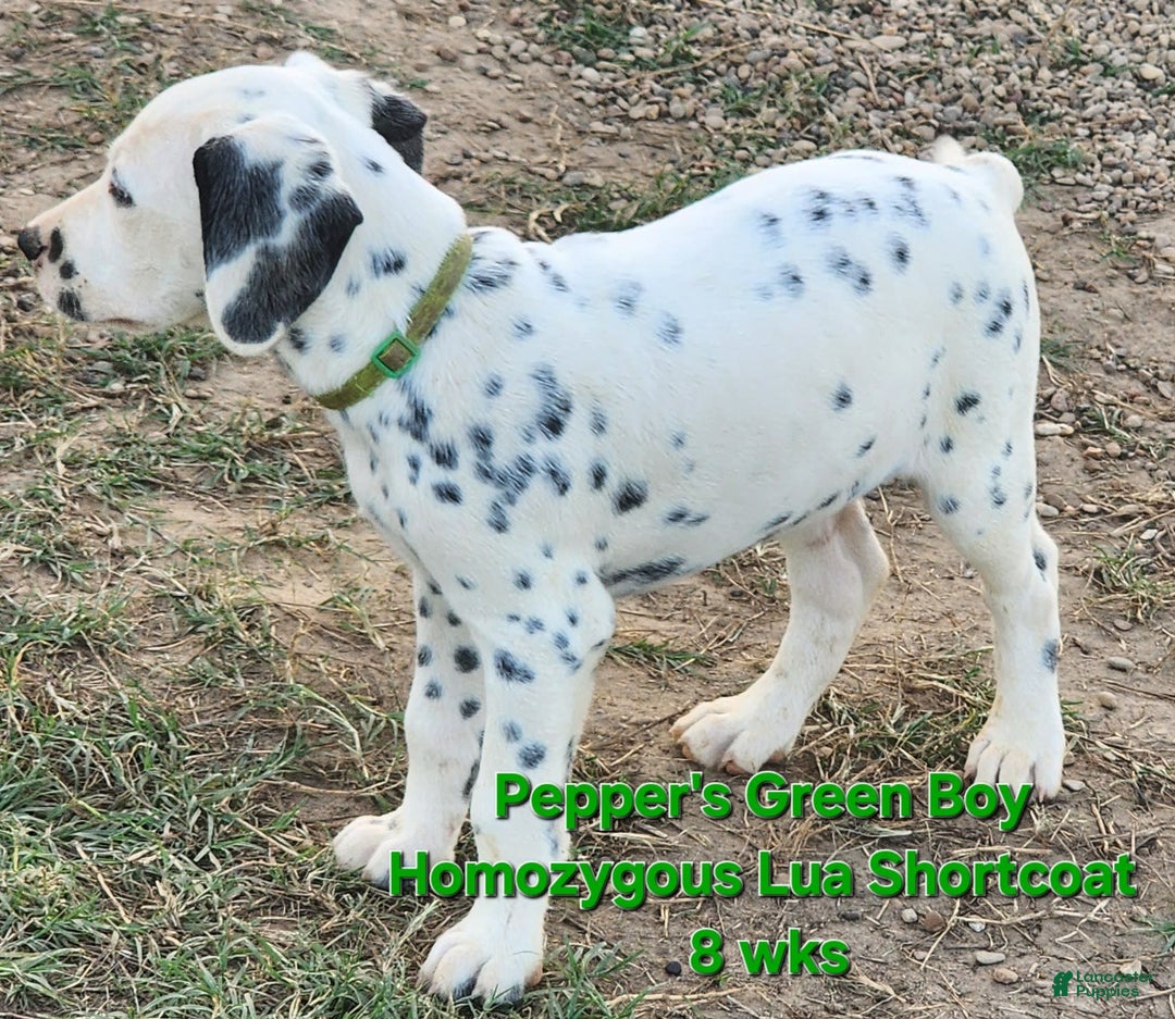 Dalmatian dogs for sale: Peppers Green Boy - Image 2