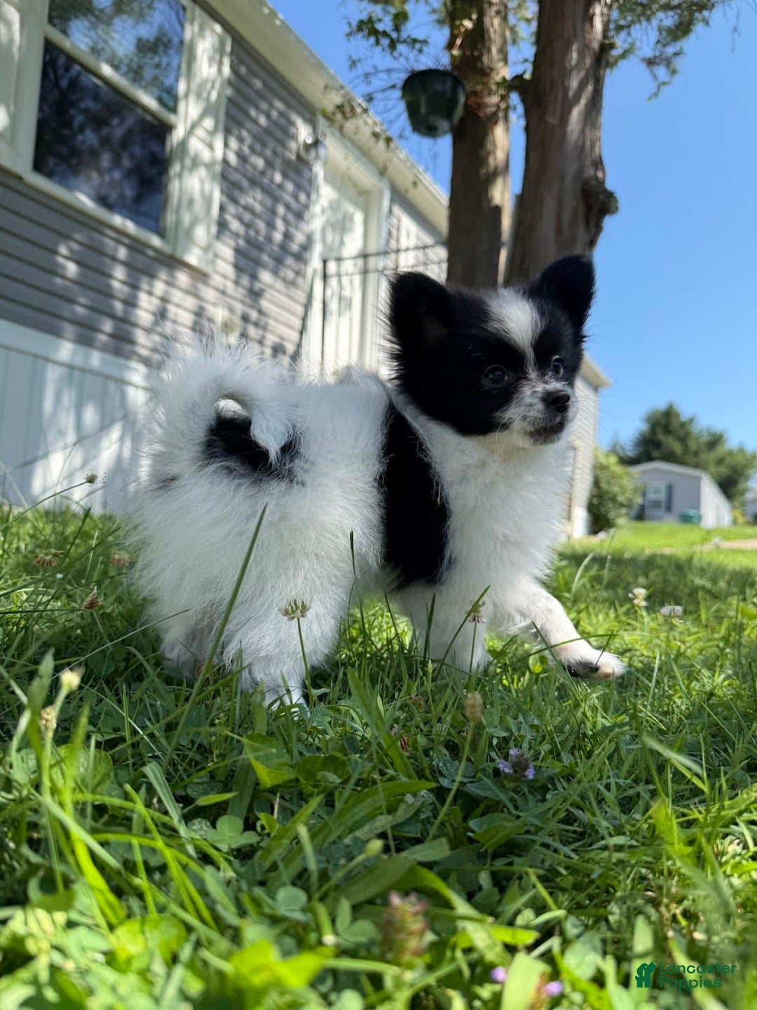 Papillon dogs for sale: Grizzle - Image 7
