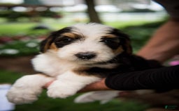 Bernedoodle dogs for sale: Bessie - Image 22