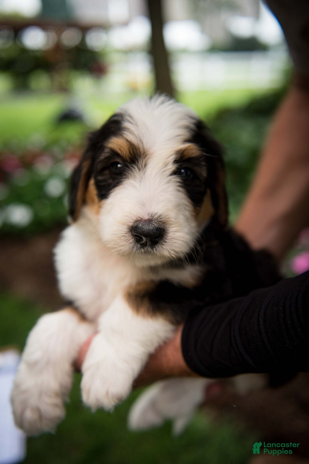 Bernedoodle dogs for sale: Bessie - Image 22