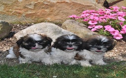 Shih Tzu dogs for sale: Nellie - Image 5