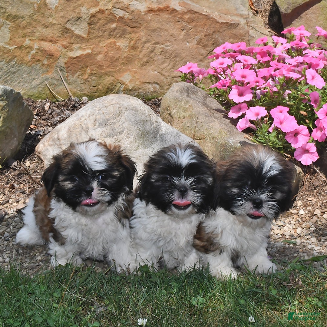 Shih Tzu dogs for sale: Nellie - Image 5