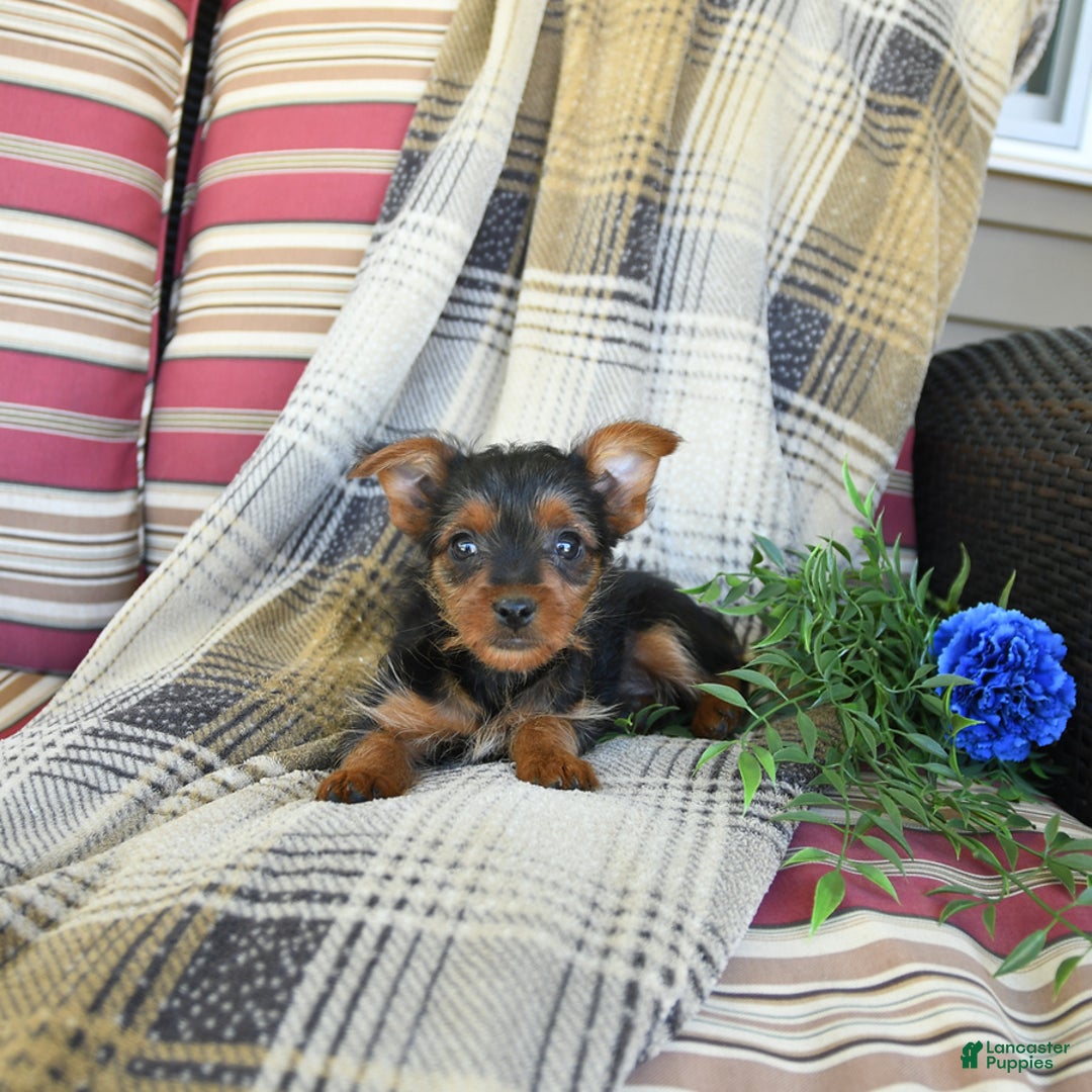 Yorkshire Terrier dogs for sale: Tucker - Image 4