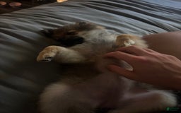Pomeranian dogs for sale: Stella - Image 1