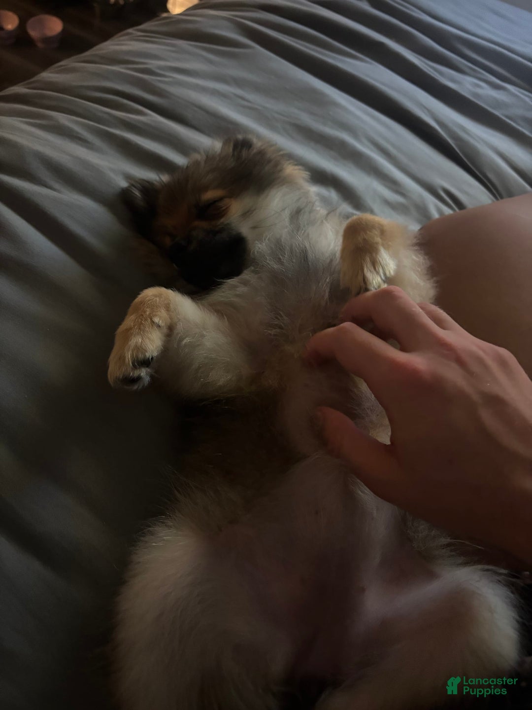 Pomeranian dogs for sale: Stella - Image 1