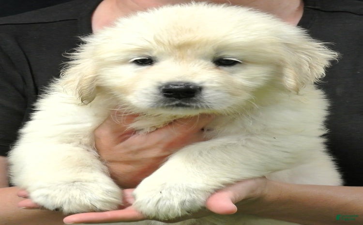 Golden Retriever dogs for sale - Ad 4
