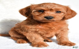  dogs for sale: Mia - Image 1