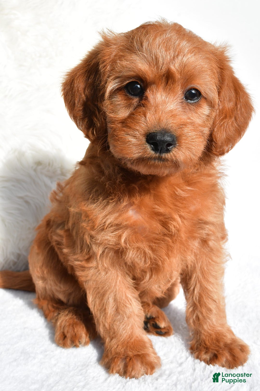  dogs for sale: Mia - Image 1