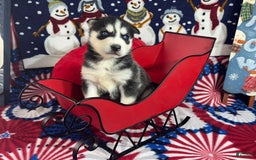 Siberian Husky dogs for sale: Duke - Image 1
