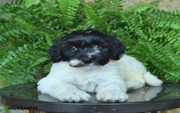 Mini Aussiedoodle dogs for sale: Cassy - Image 2