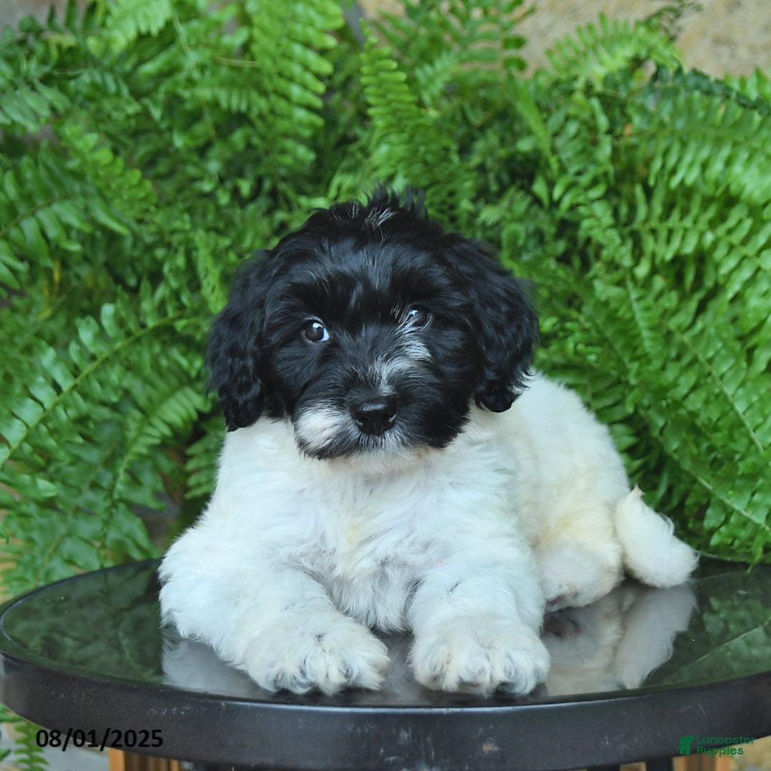 Mini Aussiedoodle dogs for sale: Cassy - Image 2