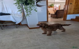 Mini Goldendoodle dogs for sale: Mini-logan - Image 43