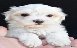 Maltese dogs for sale: Ronny - Image 6