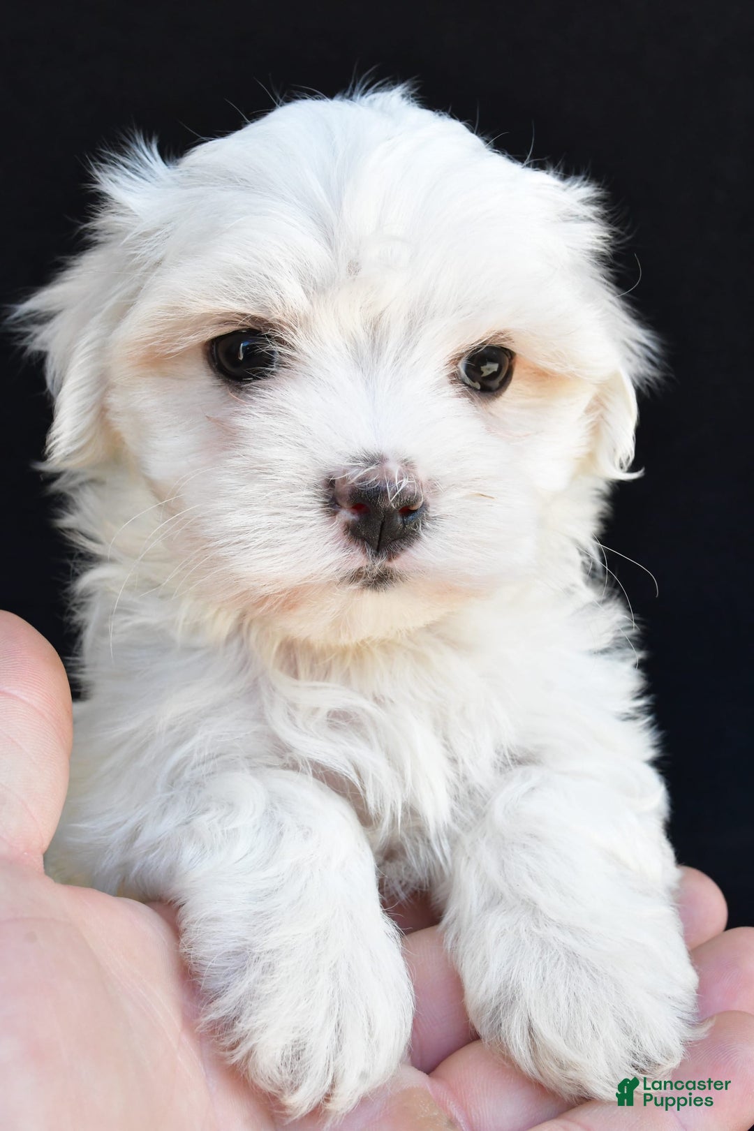Maltese dogs for sale: Ronny - Image 6