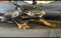 Doberman Pinscher dogs for sale: ATLAS - Image 2