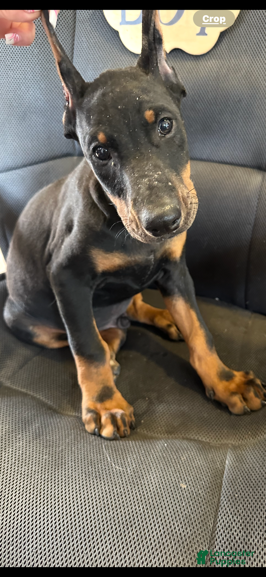 Doberman Pinscher dogs for sale: ATLAS - Image 2
