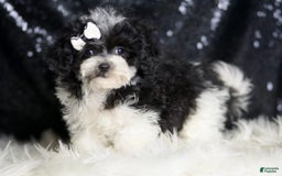 Maltipoo dogs for sale: Belle - Image 5