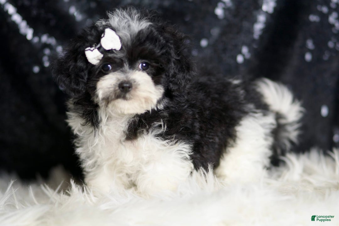 Maltipoo dogs for sale: Belle - Image 5