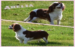 Cavalier King Charles Spaniel dogs for sale: Oscar - Image 9