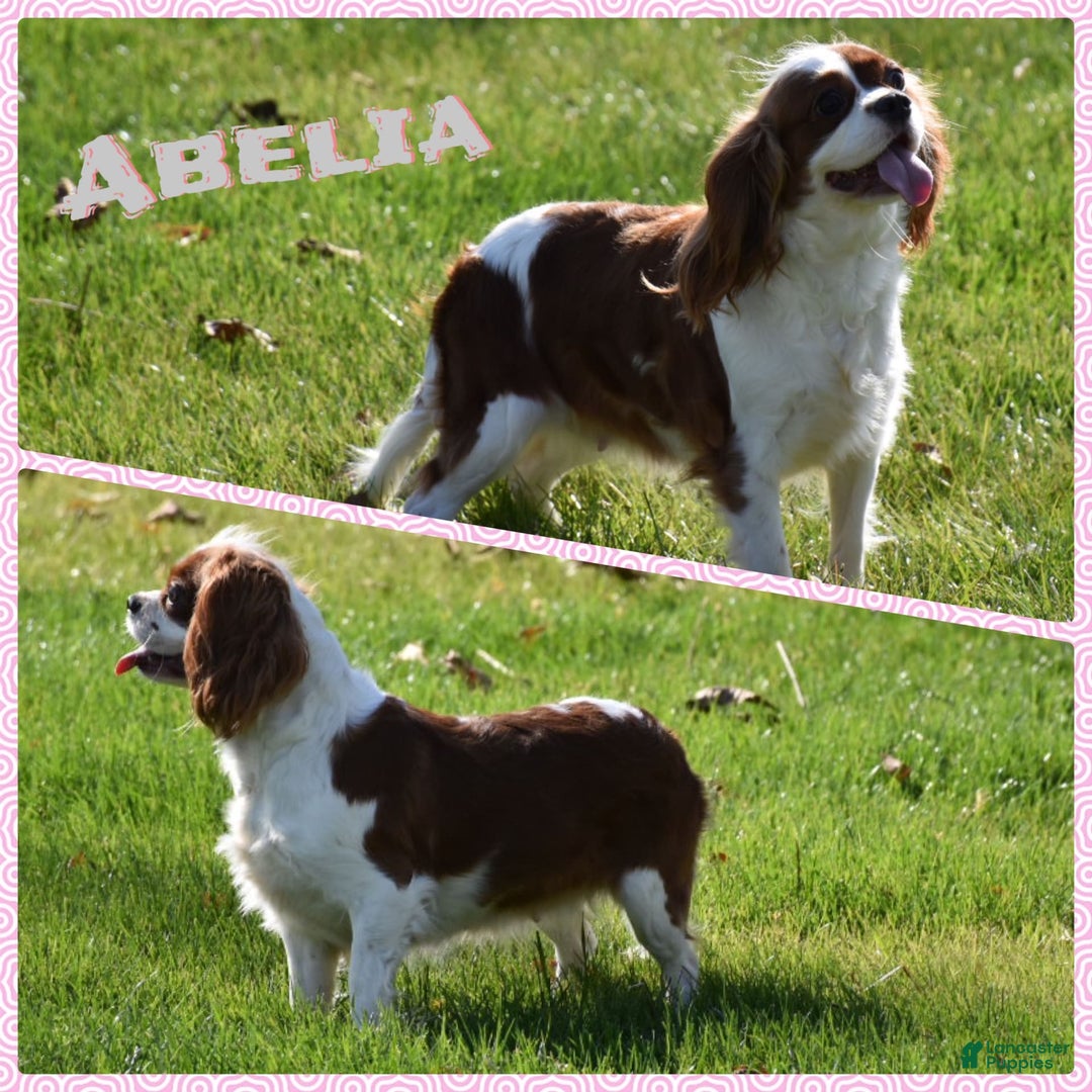 Cavalier King Charles Spaniel dogs for sale: Oscar - Image 9