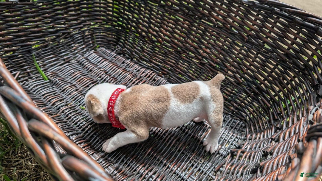 Olde English Bulldogge dogs for sale: Puck - Image 5