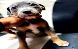 American Bully dogs for sale: "   Alicia Keyz" - Image 5