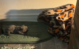 French Bulldog dogs for sale: Female 2 - Image 5