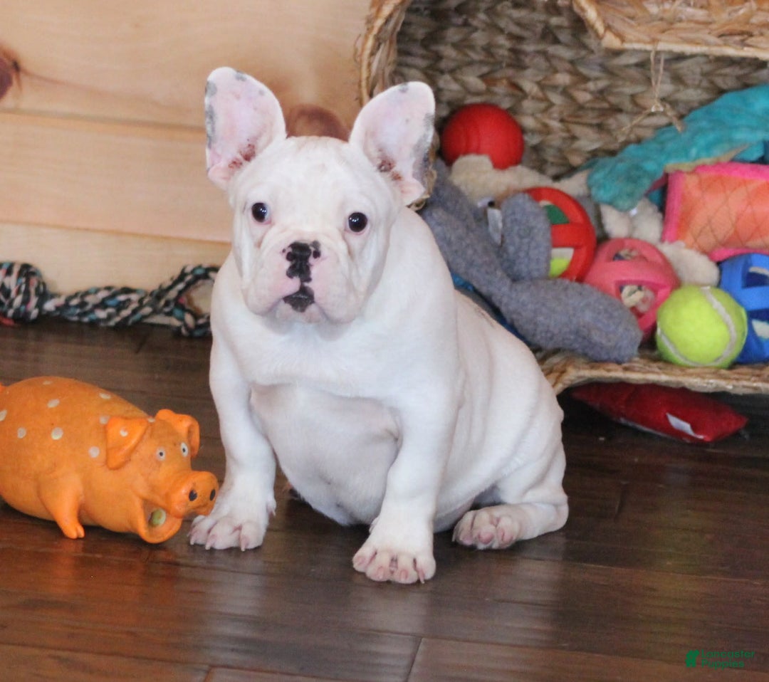 French Bulldog dogs for sale: Dirk - Image 3