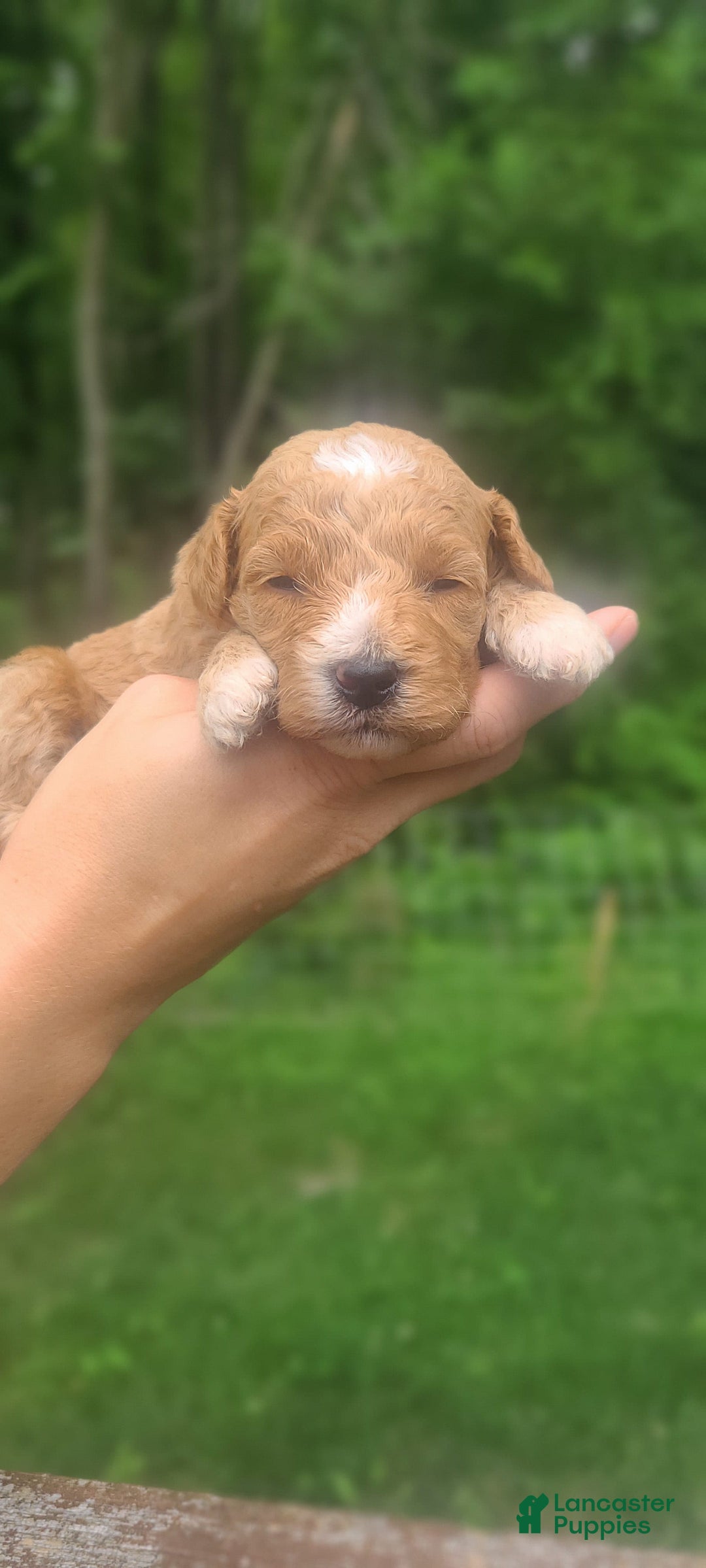 Mini Goldendoodle dogs for sale: Sundae - Image 3