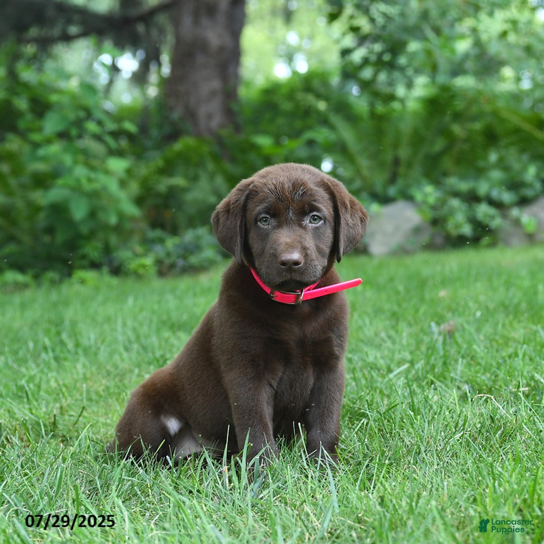 Labrador Retriever dogs for sale: May - Image 5