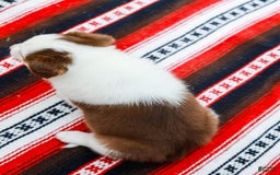 Australian Shepherd dogs for sale: River - Image 9