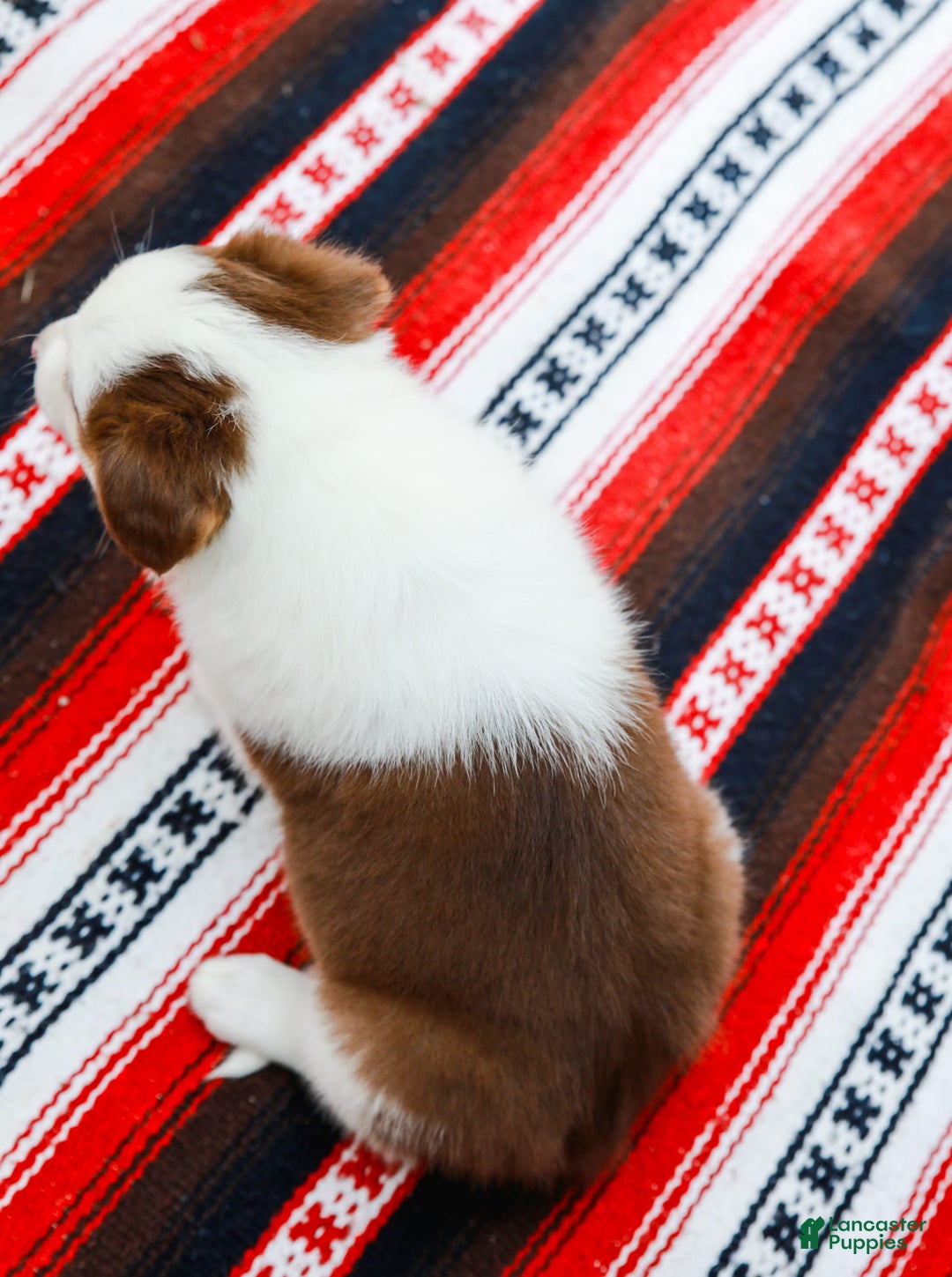 Australian Shepherd dogs for sale: River - Image 9