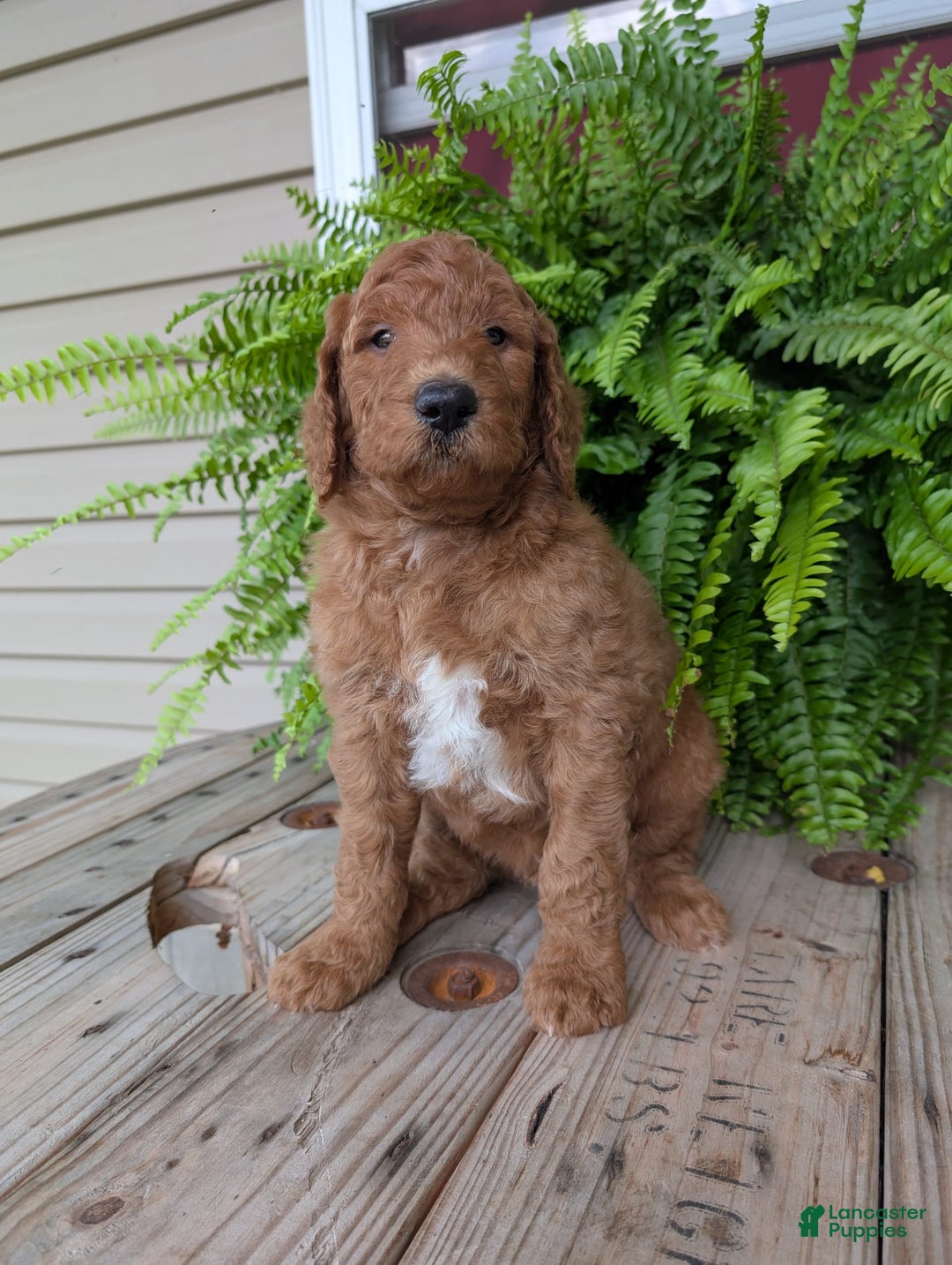Goldendoodle dogs for sale: Teddy - Image 10