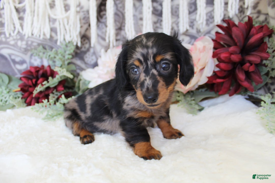 Miniature Dachshund dogs for sale: Gavin - Image 14
