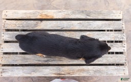 Miniature Dachshund dogs for sale: Shorty - Image 6