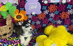 Siberian Husky dogs for sale: Duke - Image 4