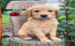 Golden Retriever dogs for sale: Stella - Image 4