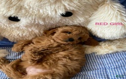 Maltipoo dogs for sale: Maltipoo 2 puppies - Image 5