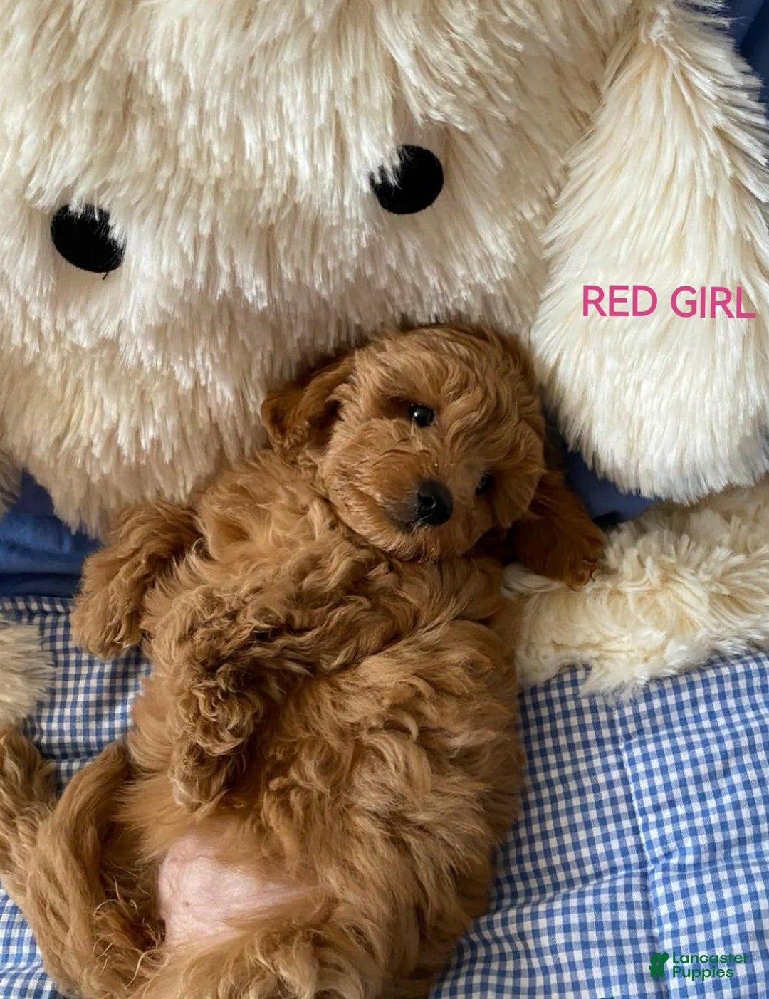 Maltipoo dogs for sale: Maltipoo 2 puppies - Image 5