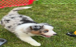 Australian Shepherd dogs for sale: Australian Shepherd 8 puppies - Image 3
