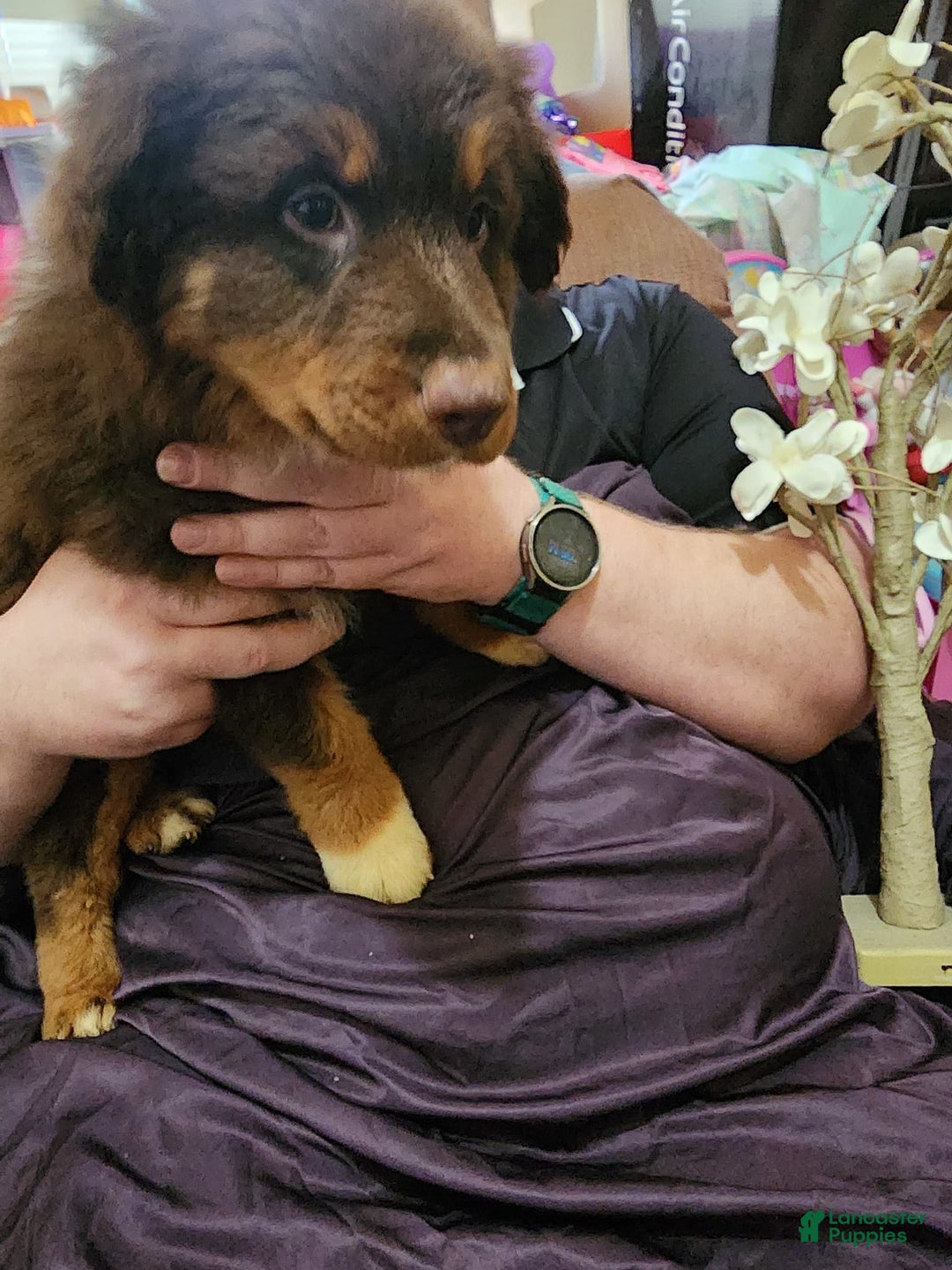 Australian Shepherd dogs for sale: Laura - Image 17