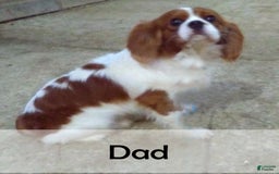 Cavalier King Charles Spaniel dogs for sale: Sarge - Image 12