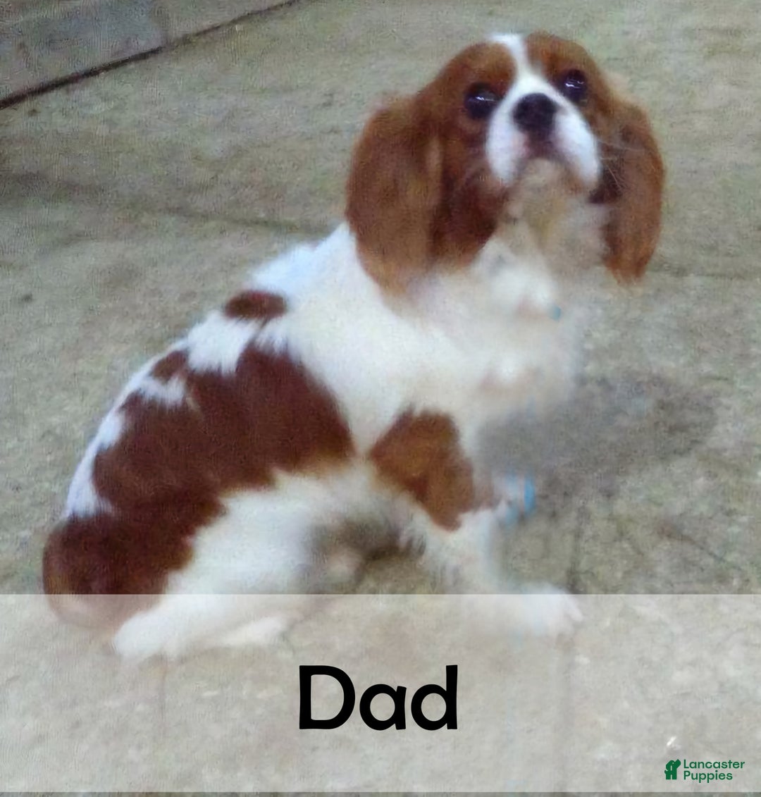 Cavalier King Charles Spaniel dogs for sale: Sarge - Image 12