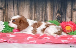 Cavalier King Charles Spaniel dogs for sale: Boomer - Image 2