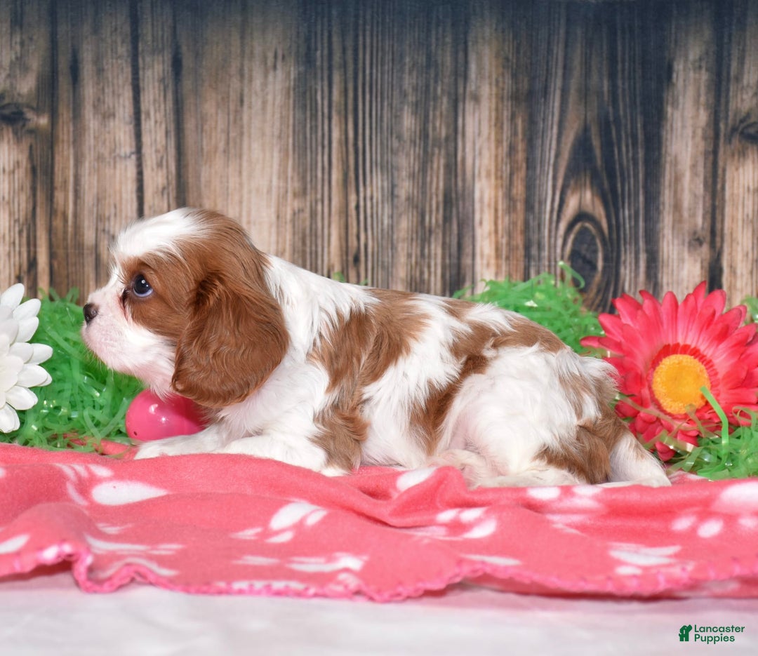 Cavalier King Charles Spaniel dogs for sale: Boomer - Image 2