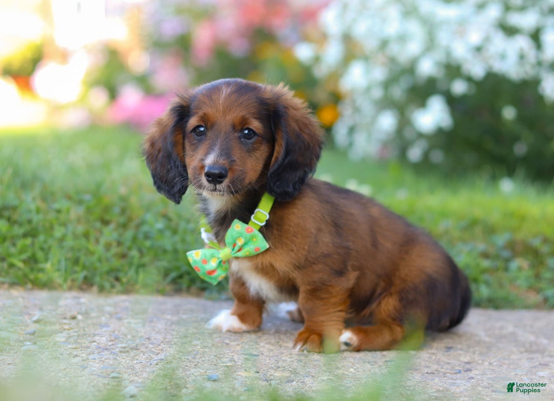 Dachshund dogs for sale: Buddy - Image 6