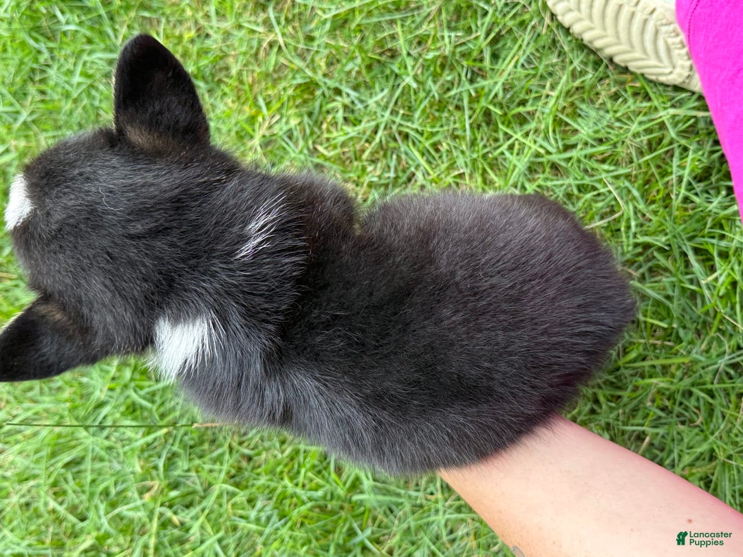 Welsh Corgi Pembroke dogs for sale: Jimmy - Image 1