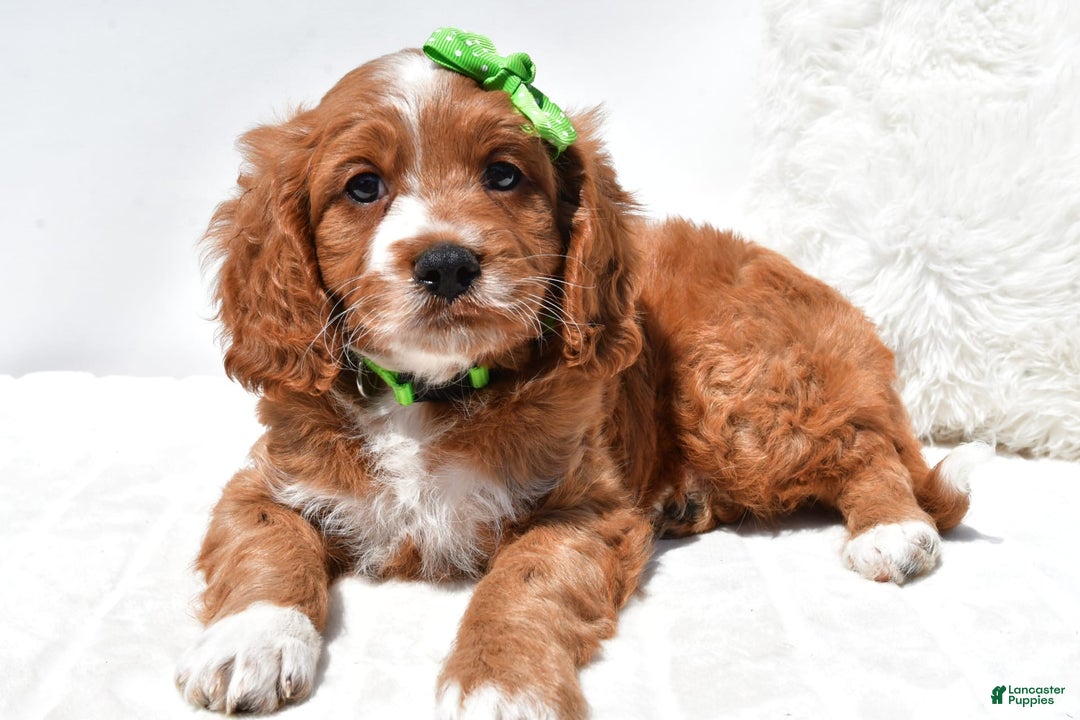 Mini Goldendoodle dogs for sale: Ryder - Image 4